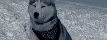 Water is Life: Stories from Standing Rock – Domes and Dogs