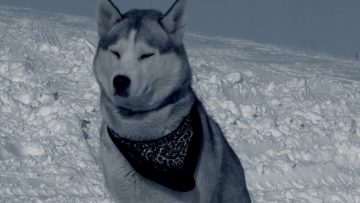 Water is Life: Stories from Standing Rock – Domes and Dogs